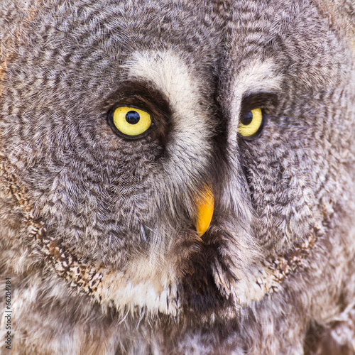 Great Grey Owl or Lapland Owl (Strix nebulosa)