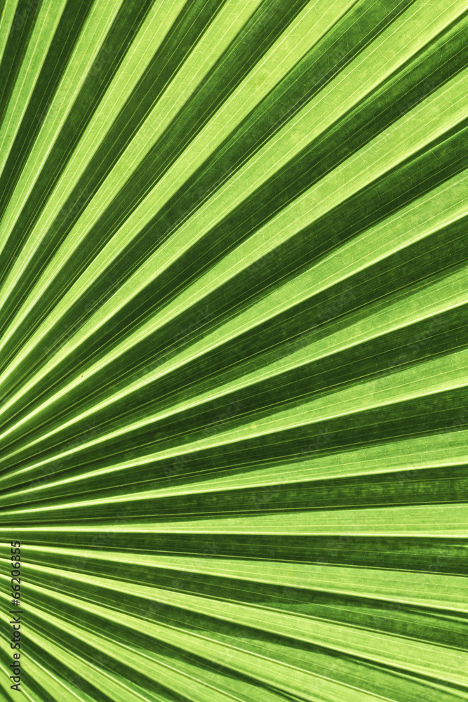 Vanuatu fan palm leaf with diagonal lines