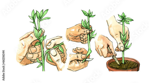 The method of planting cuttings. Botany