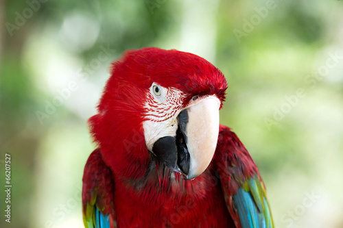 parrot © Pakhnyushchyy