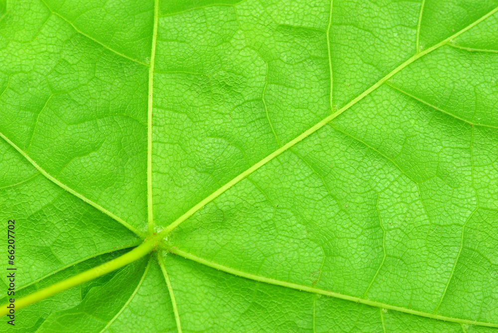 Obraz premium leaf background