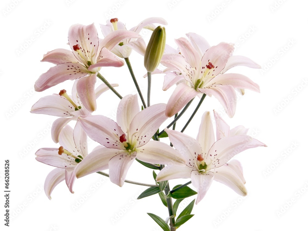 Fototapeta premium pink lilies close up