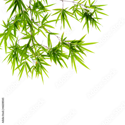 Fototapeta Naklejka Na Ścianę i Meble -  bamboo leaves