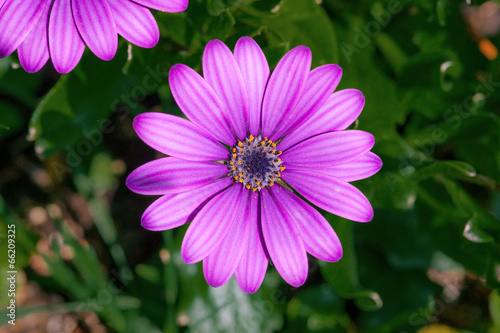 Purple Osteospermum flowerhead in a garden