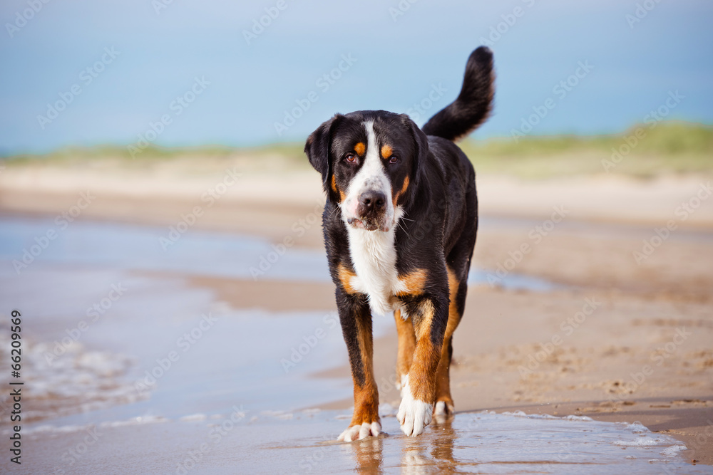 great swiss mountain dog on the beach