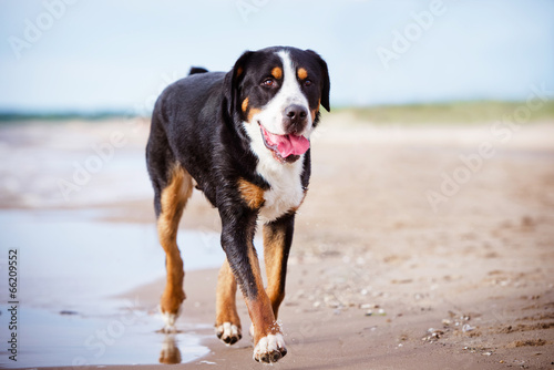 great swiss mountain dog on the beach photo