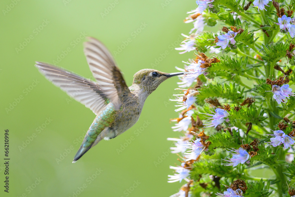 Obraz premium Hummingbird