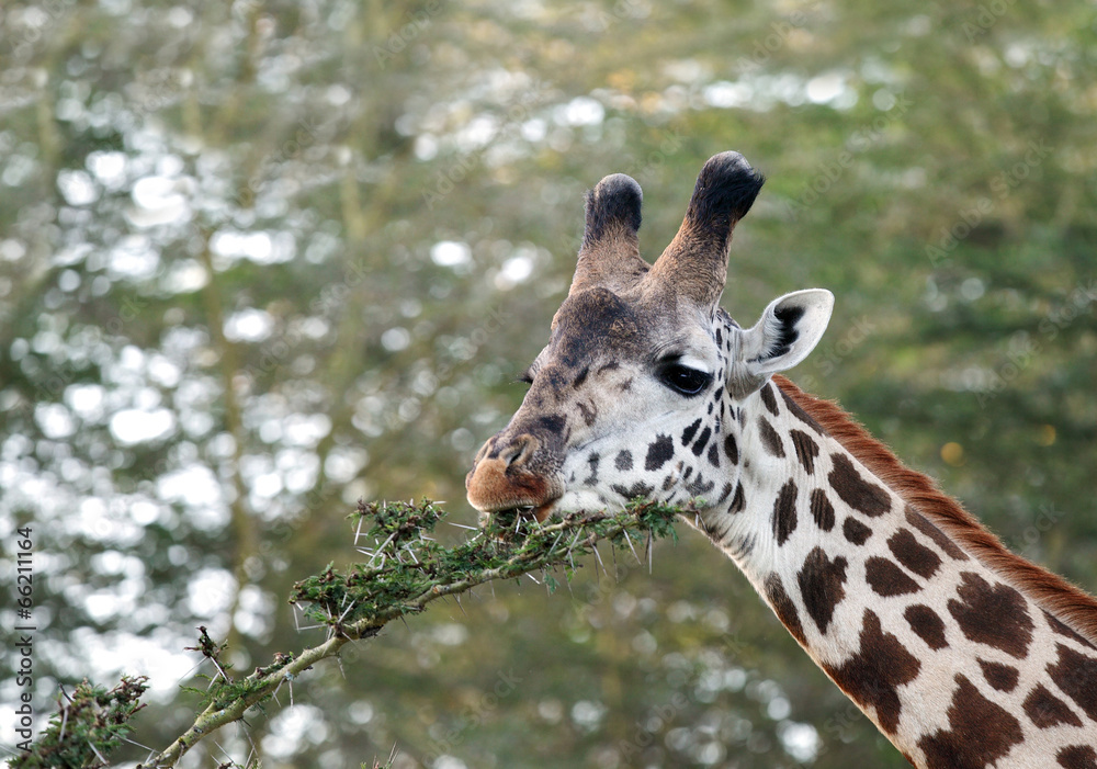 Obraz premium Closer look of a beautiful Giraffes eating acacia bush