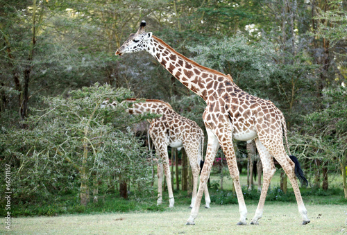 Beautiful Giraffes near Lake Naivasha