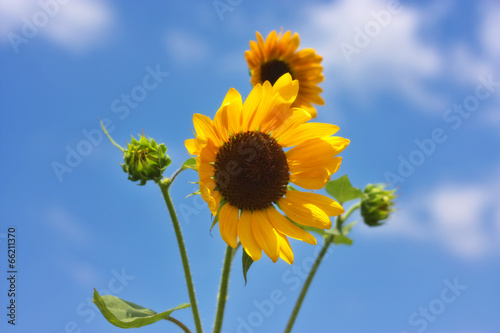 Sunflower on a blue sky composition