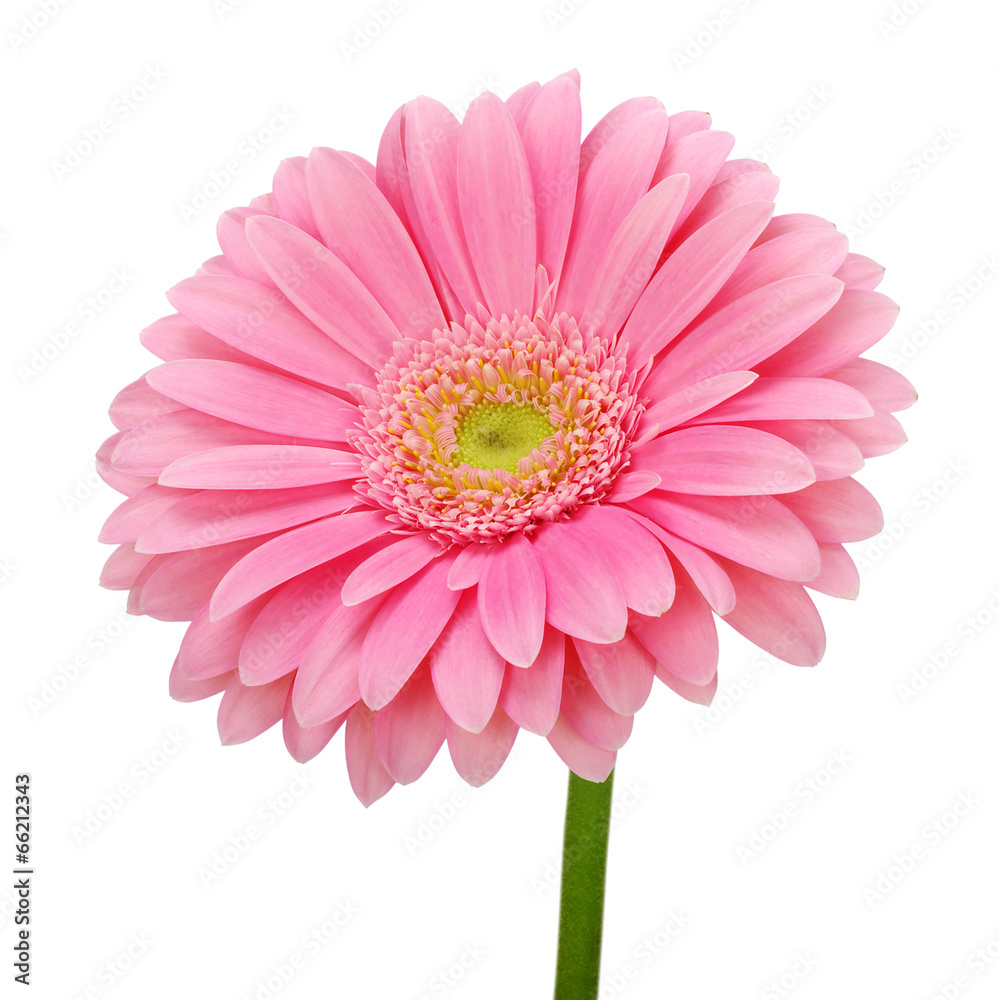 Pink gerbera Pink gerbera