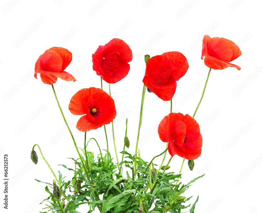 Obraz premium Czerwony mak