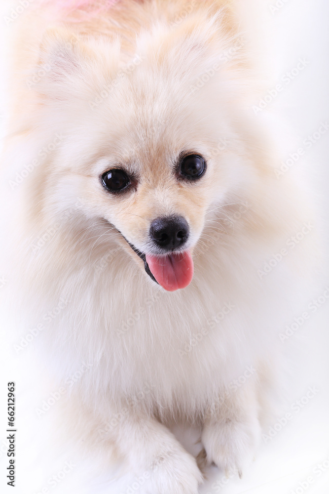 white pomeranian puppy dog, cute pet