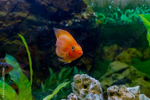 beautiful aquarium decorative orange parrot fish