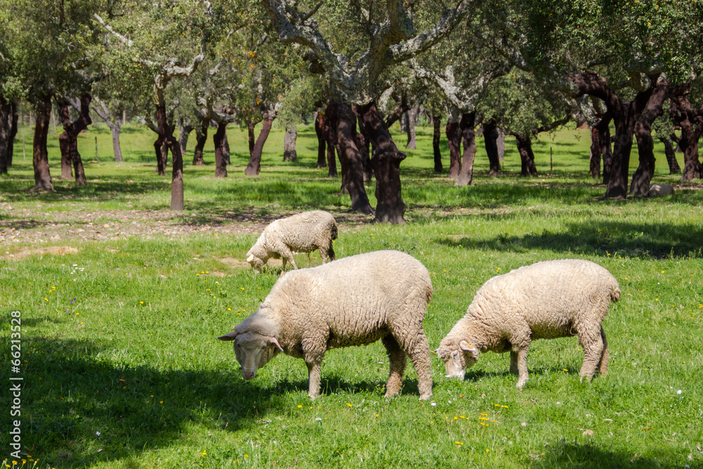 Fototapeta premium Pecore, Gregge