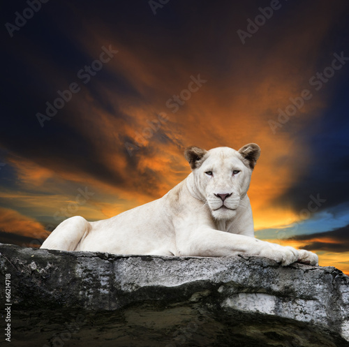 close up face of white lioness lying on rock cliff against beaut