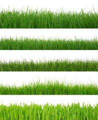 grass on white