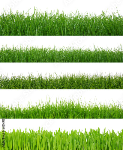 grass on white