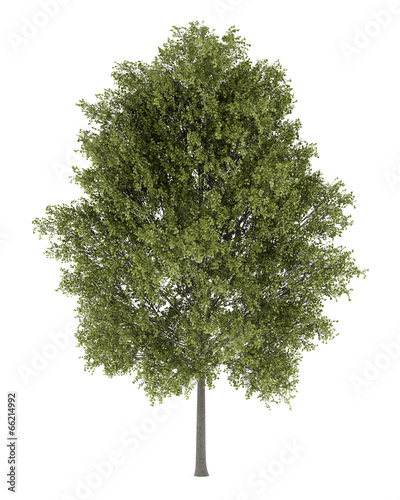 poplar tree isolated on white background photo
