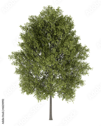 poplar tree isolated on white background