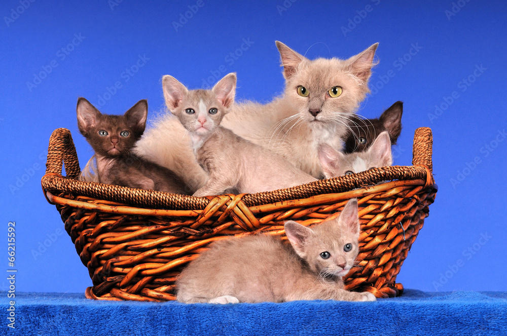 Poster, Print LaPerm Familie Mutter mit Kindern im Korb, 40x26.7 cm