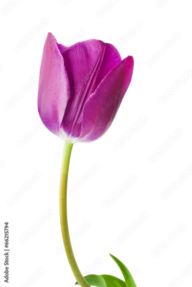 Fototapeta premium purple tulips isolated on white background