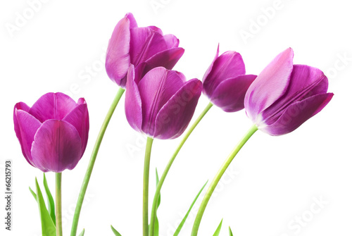 Obraz na płótnie purple tulips isolated on white background