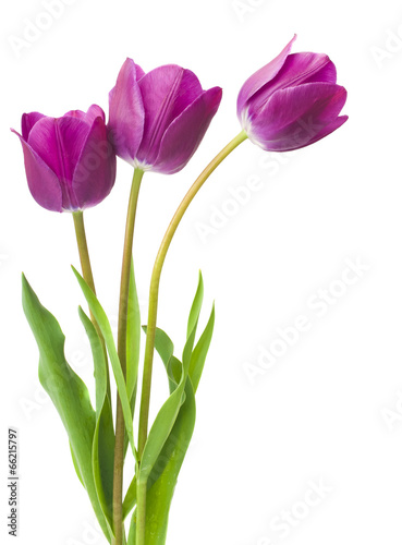 Fotografia purple tulips isolated on white background