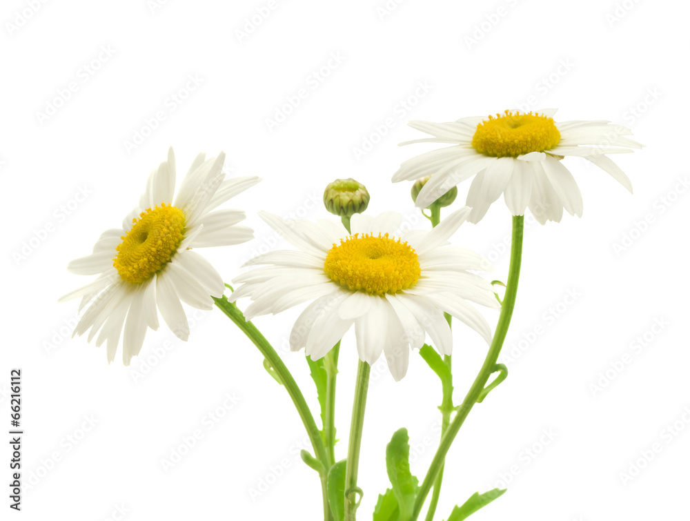Obraz premium Beautiful daisy isolated on white background