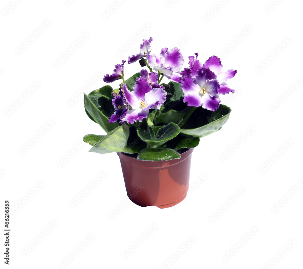 Blossoming violets in flowerpot isolated