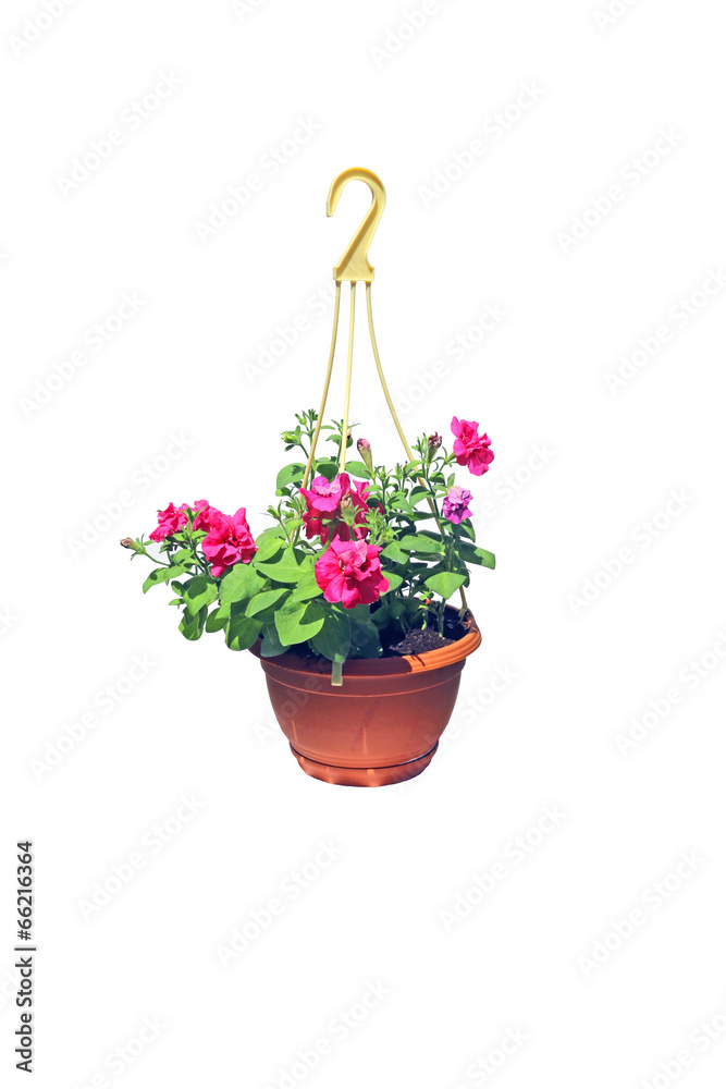 Hanging flowerpot with pink flowers of petunia