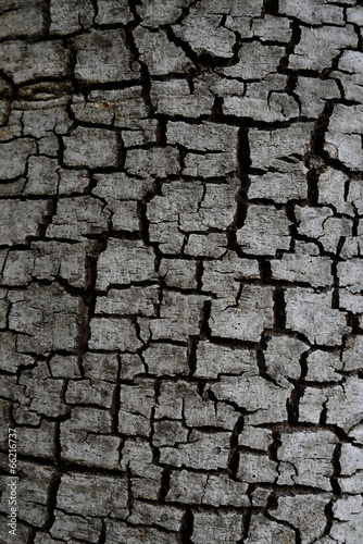 Tree bark texture background