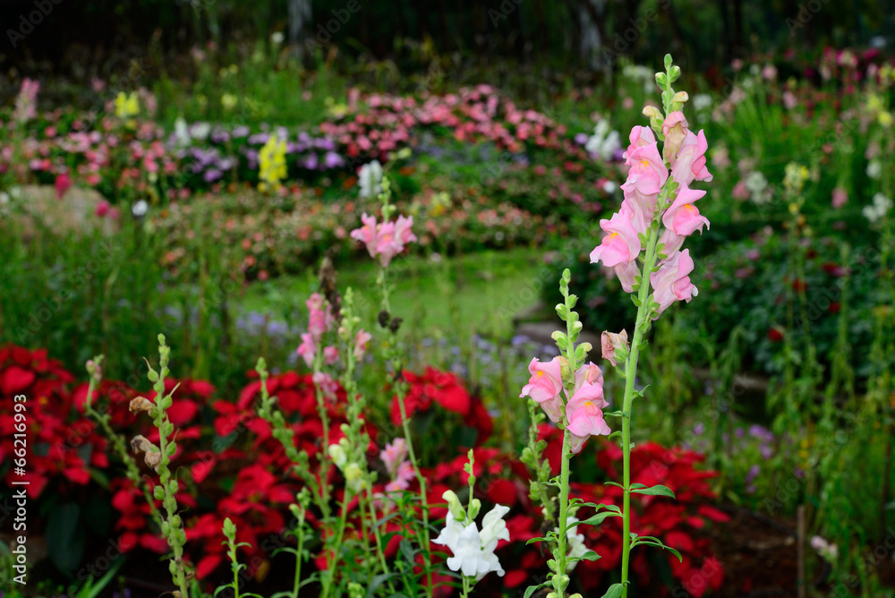 pink flowers in the garden