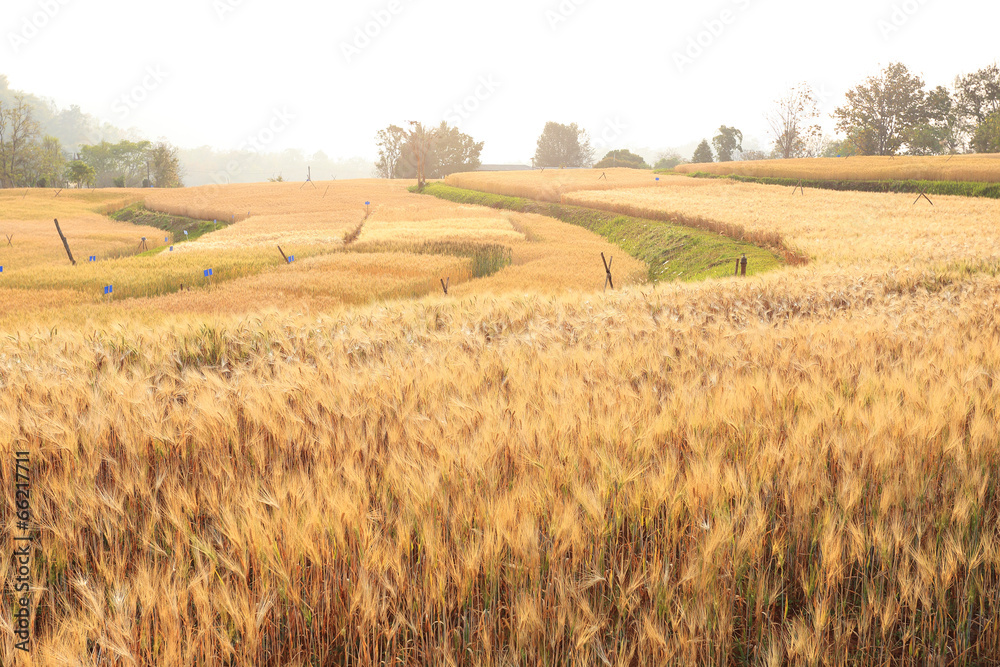 barley field of agriculture rural scene