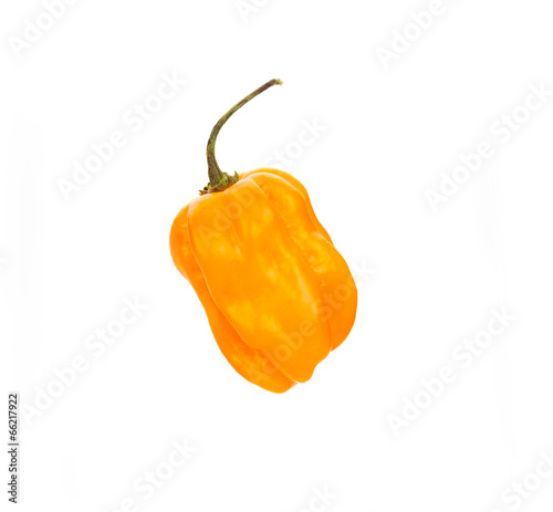 chili habanero hottest pepper on white photo
