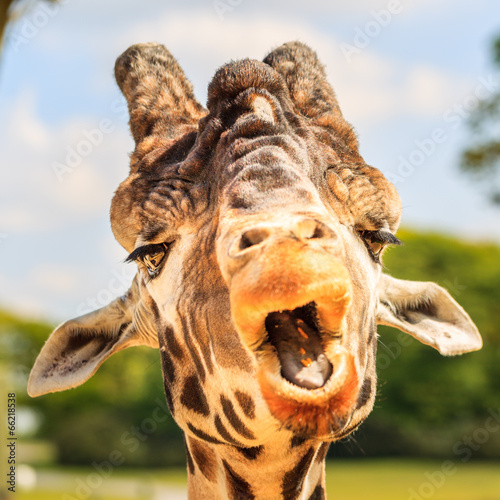 Giraffe (Giraffa camelopardalis) chewing. photo