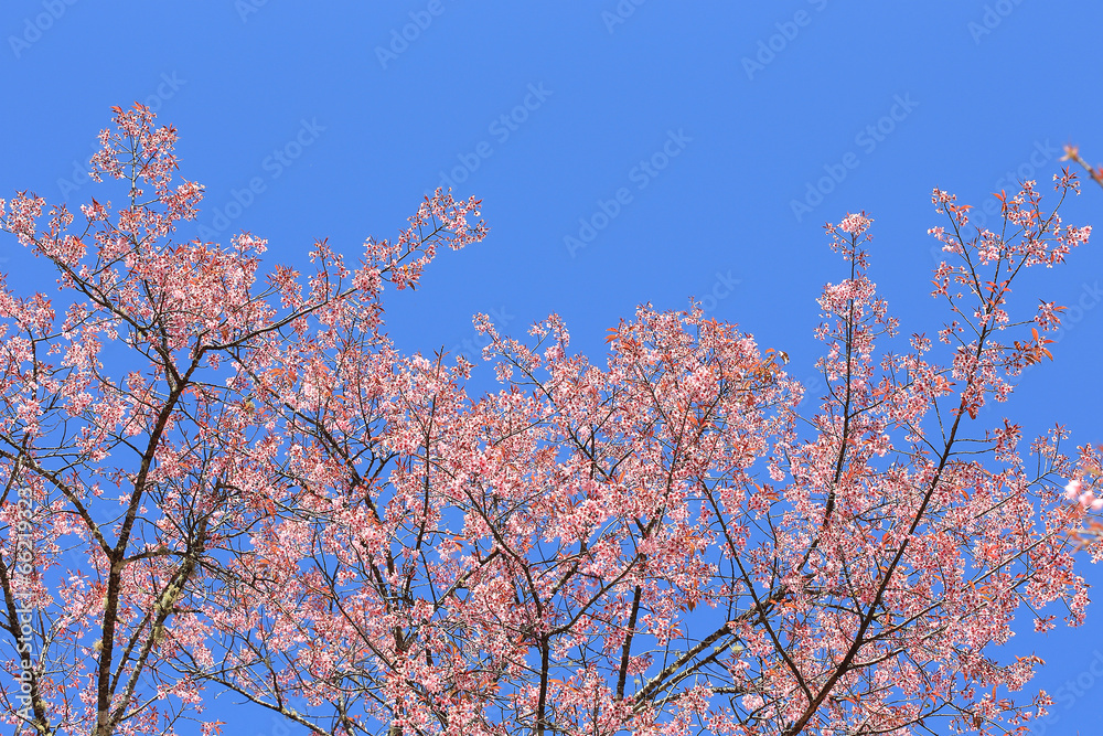 Beautiful cherry blossom with blue sky background