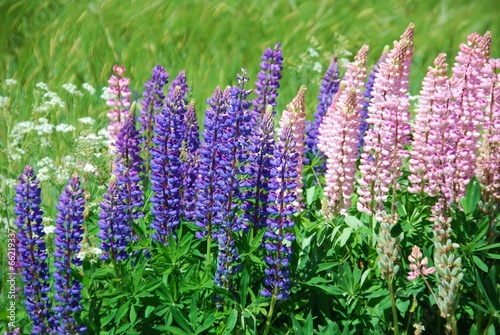 Wildflowers on wayside lupins