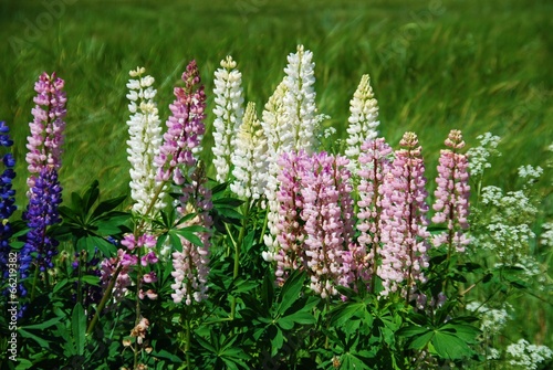 Wildflowers on wayside lupins photo