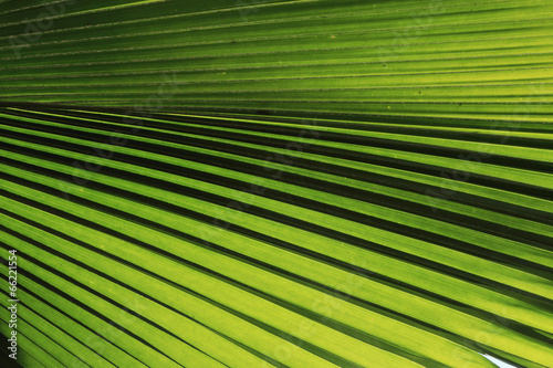 green palm leaf texture nature background