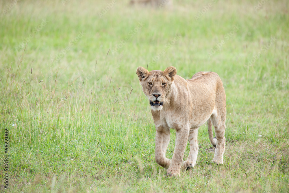 lion lion