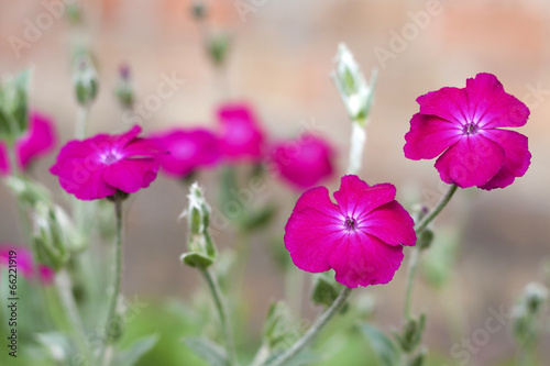 Silene coronaria (rose campion) flowers closeup