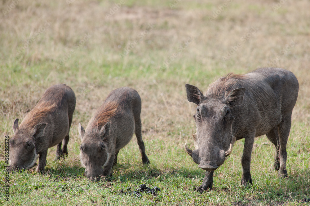 Fototapeta premium warthog