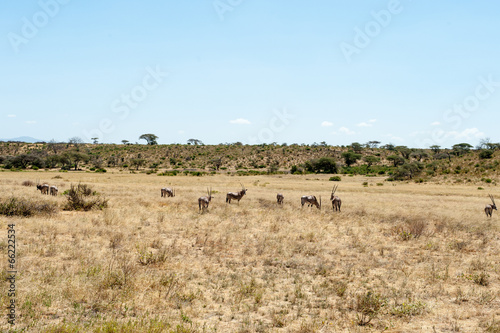 oryx antelope © Herbert