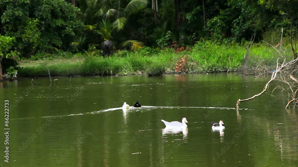 Ducks swimming in pond, buffalo grazed on grass and dog digging Ducks swimming in pond, buffalo grazed on grass and dog digging