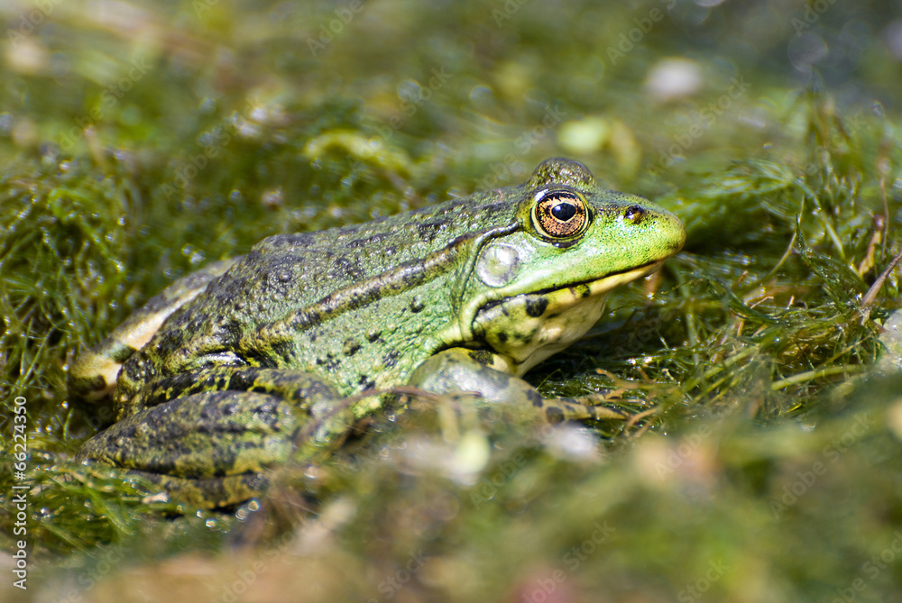 Profile of marsh green big frog sitting in the water Profile of marsh green big frog sitting in the water