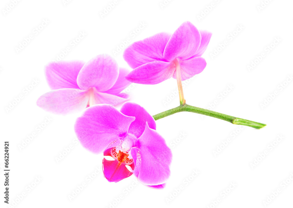 Fototapeta premium three rosy beautiful orchids branch isolated on white background