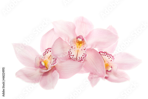 three rosy orchids isolated on white background © EMrpize