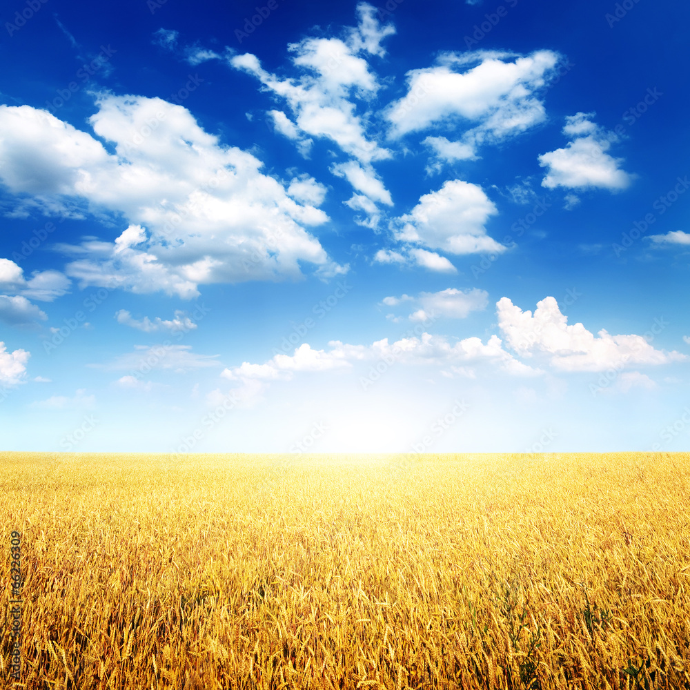 Wheat field and blue sky with white clouds Wheat field and blue sky with white clouds