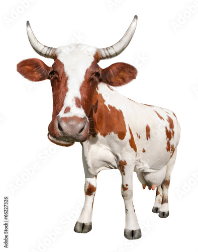 Spotted brown cow on white background